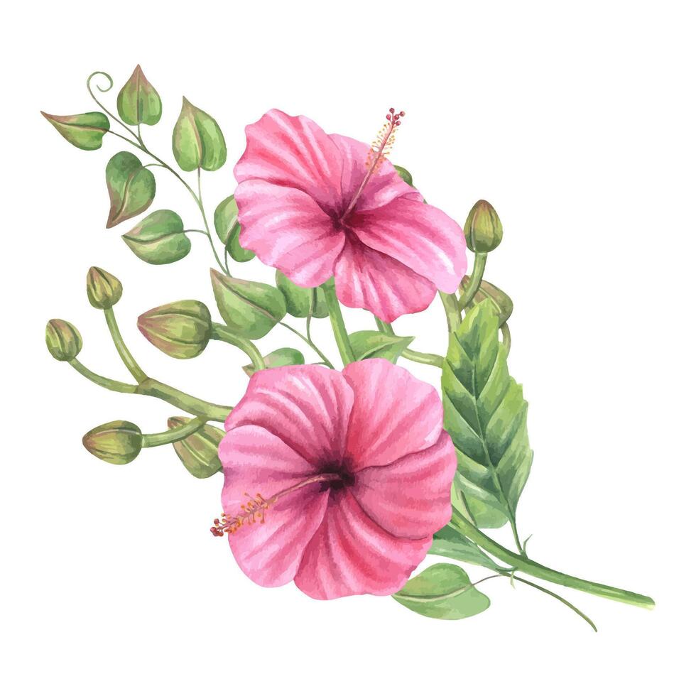 Watercolor romantic pink mallow with orchid buds and climbing vines illustration isolated background. Tropical bouquet for wedding stationery, feminine home decor, and botanical designs. vector