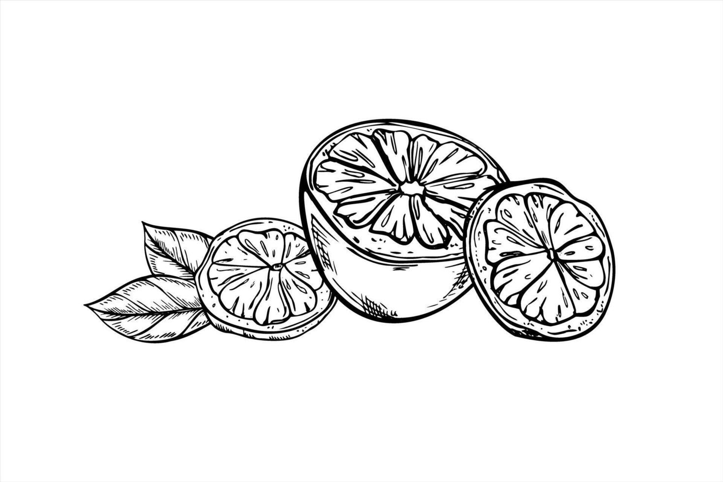 Lemon half, slices, and leaves black and white illustration. Etching drawing of citrus fruits for food packaging, beverage branding, healthy lifestyle projects, and kitchen decor vector