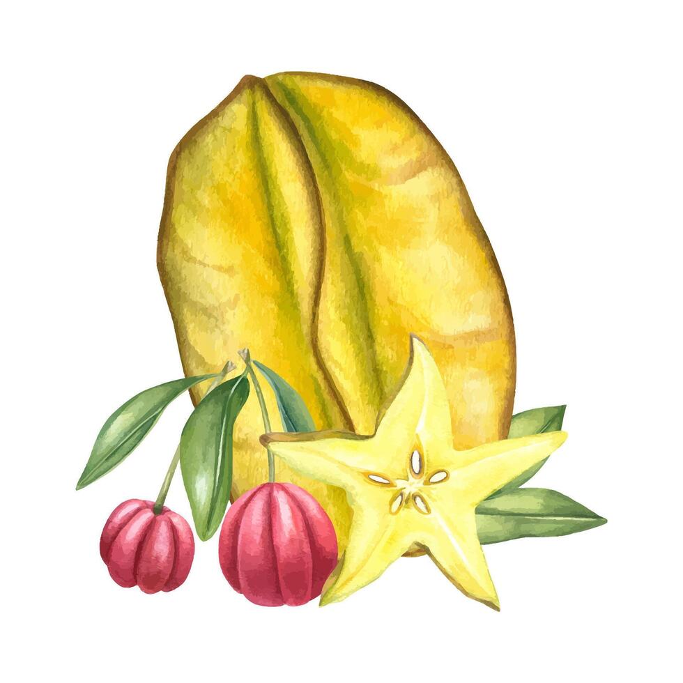 Watercolor whole starfruit, star shaped slice, and antioxidant rich acerola berries composition isolated background. Summer tropical fruits illustration for food branding, healthy juice packaging vector