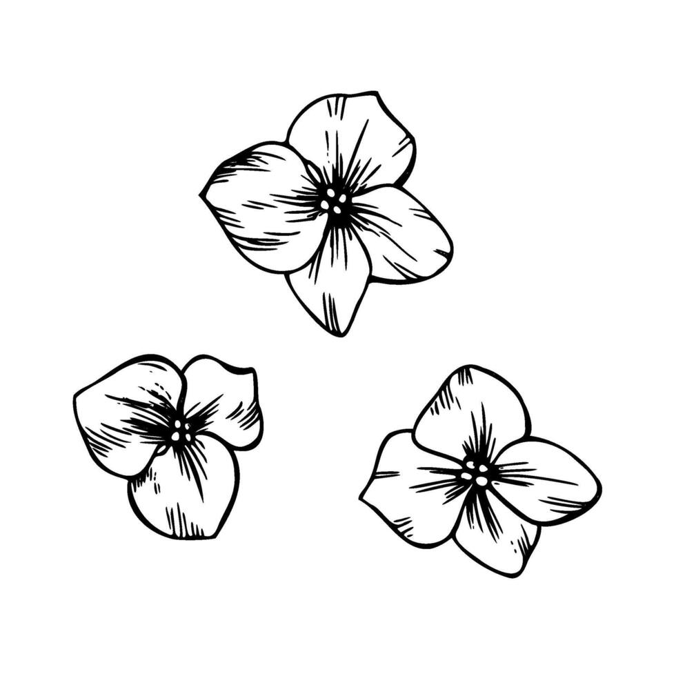 Hydrangea separate small cute flowers. Graphic line art hand drawn ink black and white illustration clip art.. Set of separate elements isolated vector