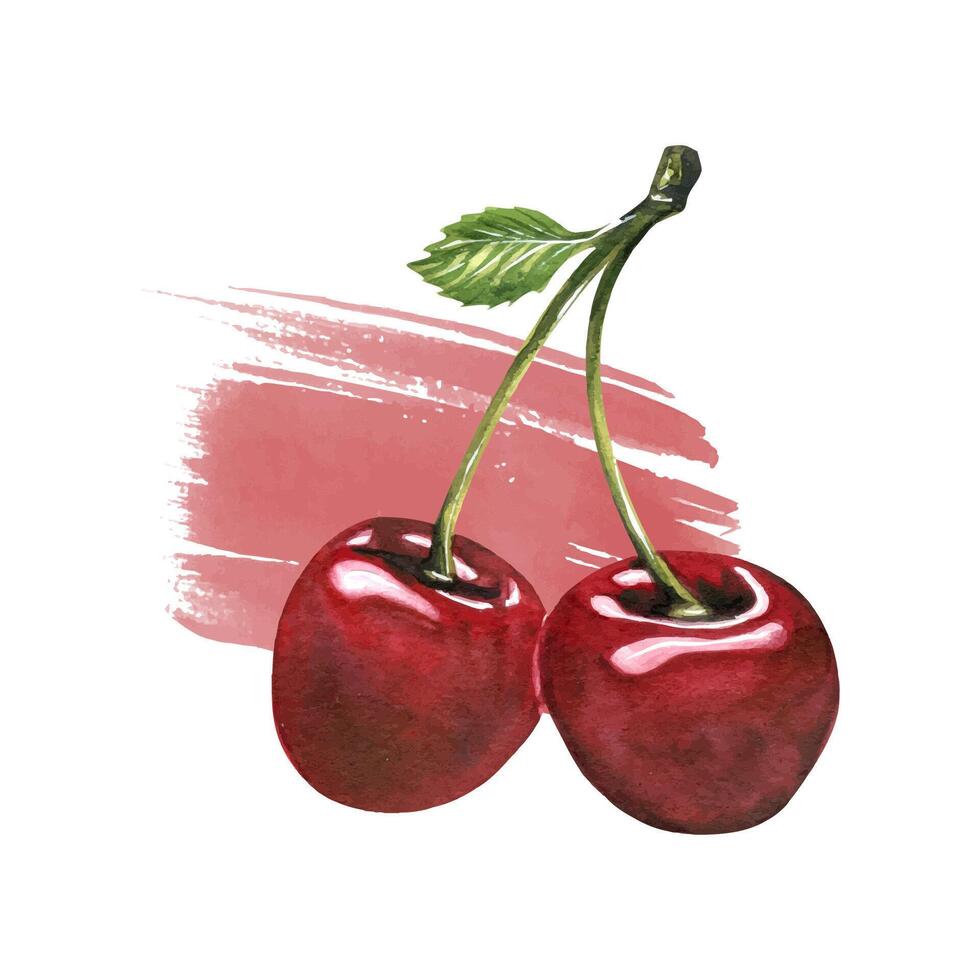 Red ripe cherries couple with leaf with paint stroke on background. Hand drawn watercolor illustration on fruit, food and desserts theme. Ready arrangement isolated from background. vector
