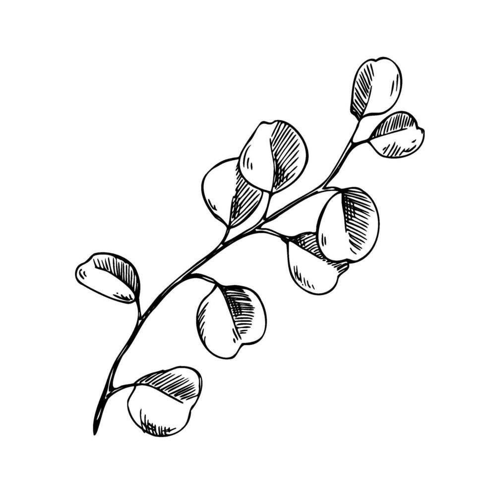 A graceful, simple branch of the eucalyptus plant, decorative with rounded leaves. Graphic line art hand drawn ink black and white illustration clip art. Separate element isolated vector