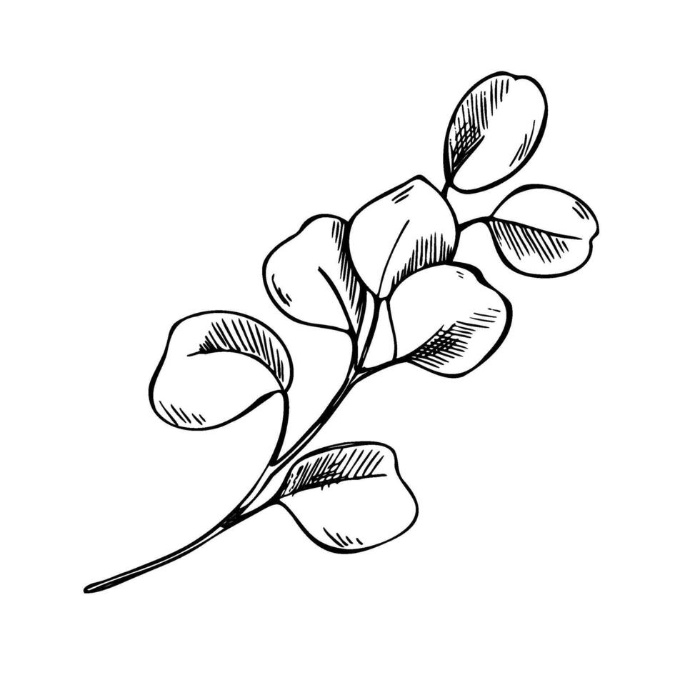 A graceful, simple branch of the eucalyptus plant decorative with rounded leaves. Graphic line art hand drawn ink black and white illustration clip art. Separate element isolated vector