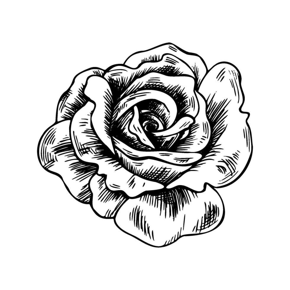 A gorgeous bud of an open rose with large petals Graphic line art hand drawn ink black and white illustration clip art. Isolated object flower vector