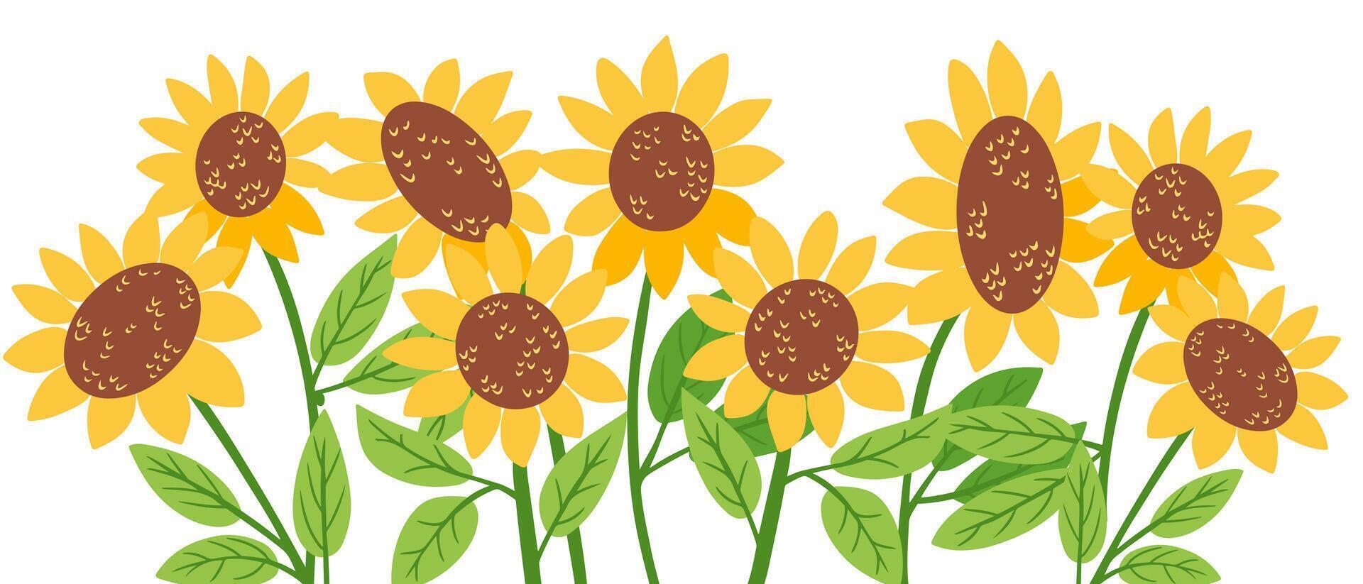 Sunflower field illustration with bright yellow petals and green leaves on white background. Floral summer concept symbolizing warmth, growth and positive energy vector