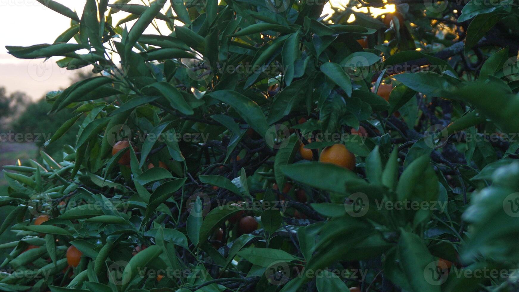 Oranges Tree Grove Sunset. California citrus orchard harvest autumn evening. photo
