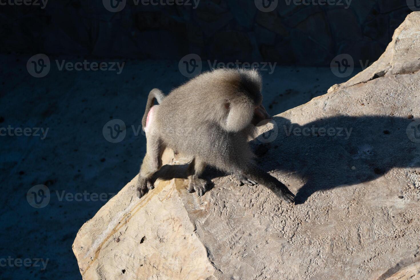 Monkey Rock Climbing Shadow Zoo photo