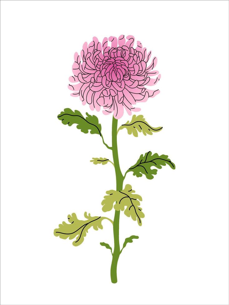 Chrysanthemum lilac flower with green leaves on white background. Perfect for floral designs, invitations, and prints. Elegant flat illustration. vector