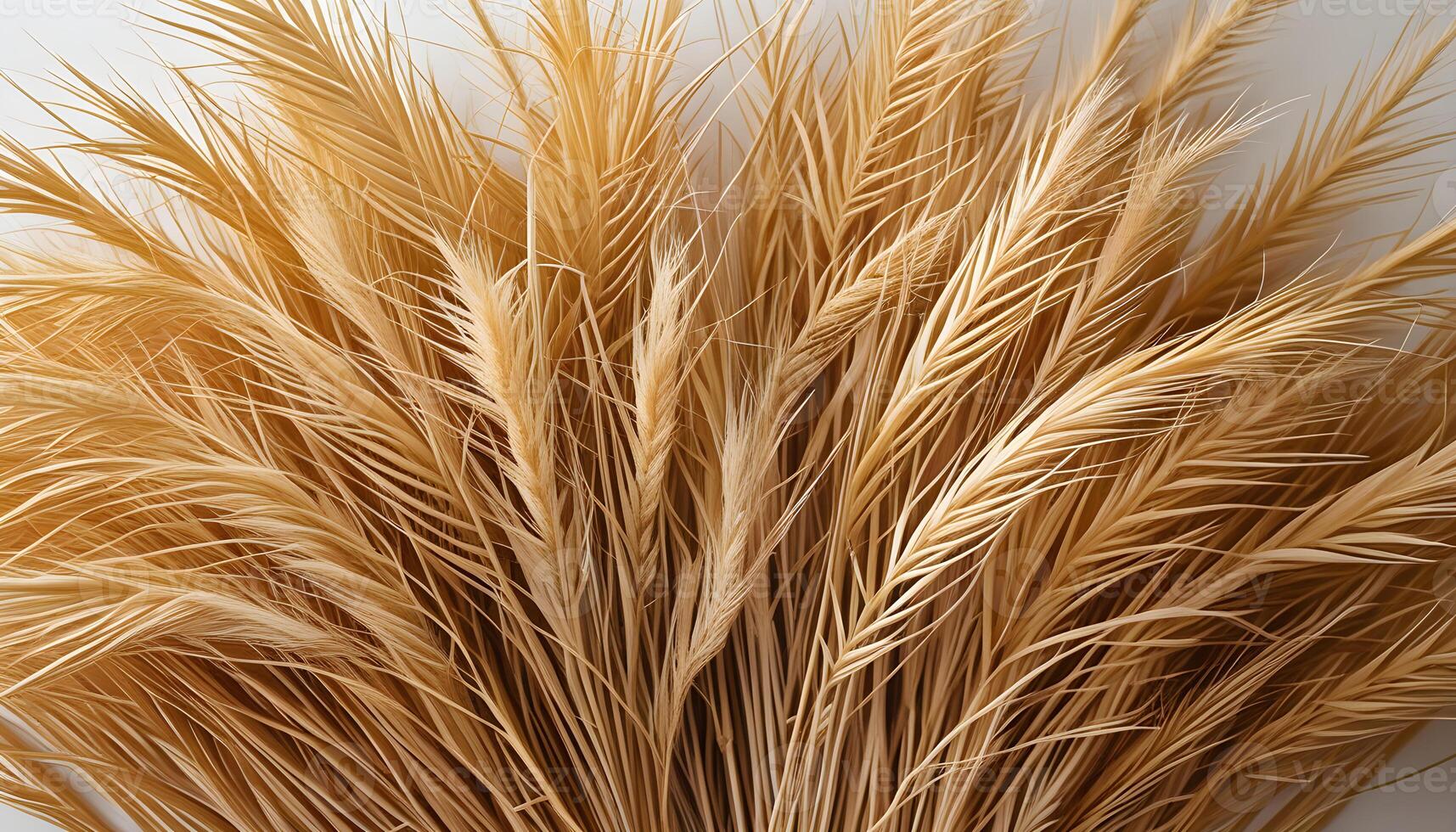 Detailed close up of dried wheat bundle with soft golden tones and fine textures photo