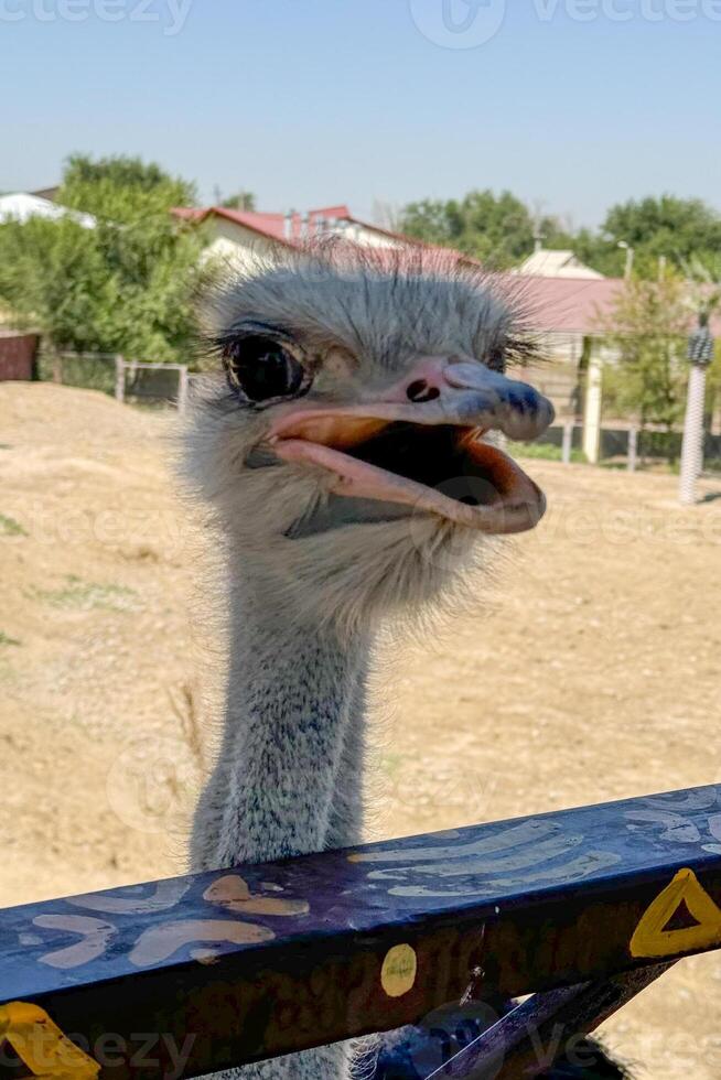 A close-up portrait of an ostrich with a sharp focus on its facial features. The vertical frame enhances the birds long neck and expressive gaze. photo