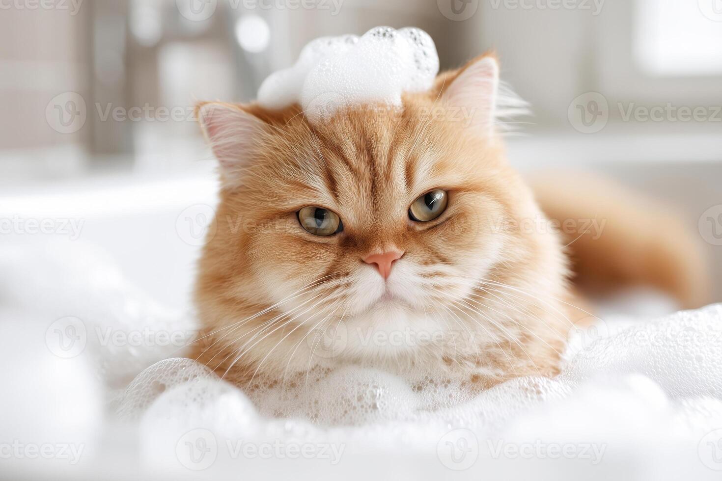 Adorable grumpy ginger cat sitting in a tub full of bubble bath, with foam on its head photo