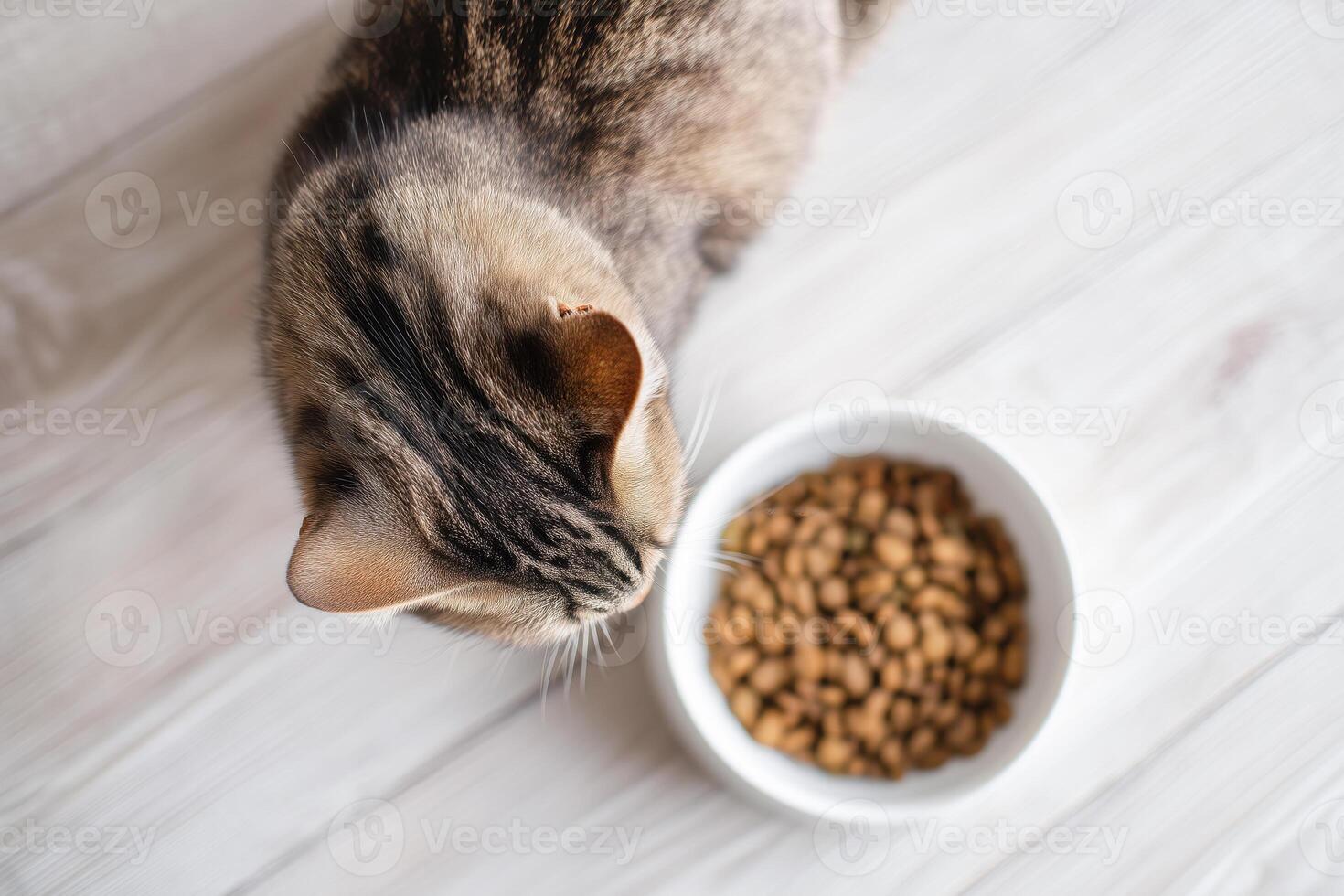 Top view of a domestic tabby cat sitting beside a full bowl of dry kibble photo