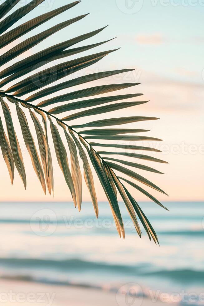 Close-up view of tropical palm leaf illuminated by the warm light of the setting sun photo