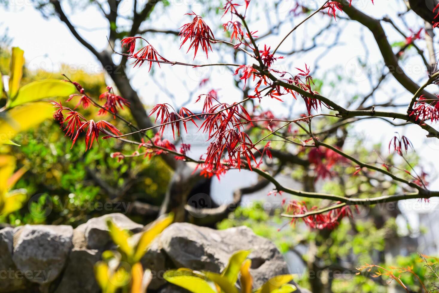 Delicate red leaves of Japanese maple Acer palmatum with deeply cut edges on curved branches, lit by sunlight in an ornamental garden photo