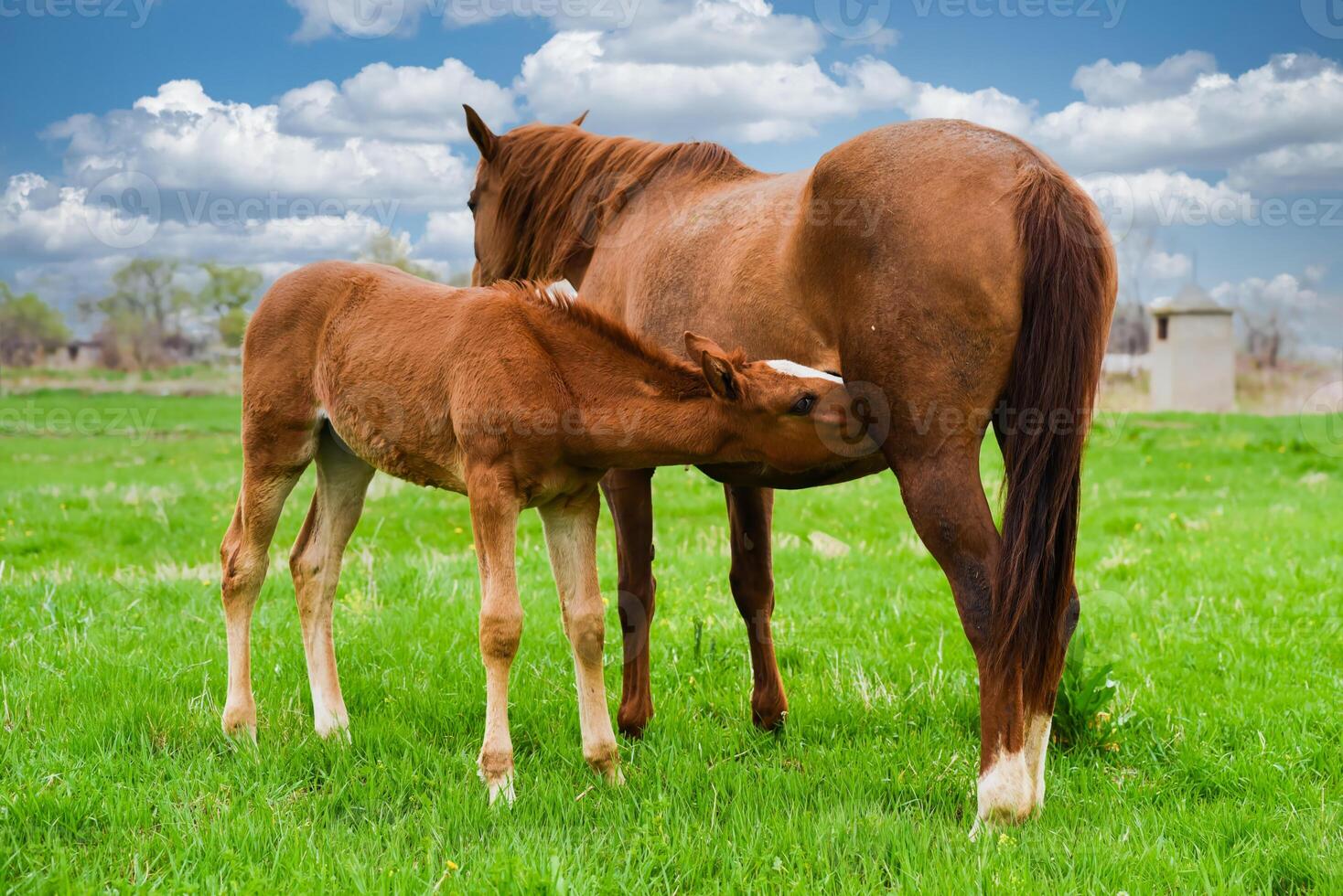 Foal nurses from mare in green field under blue sky with clouds. Peaceful rural moment of animal care and natural bond in countryside photo