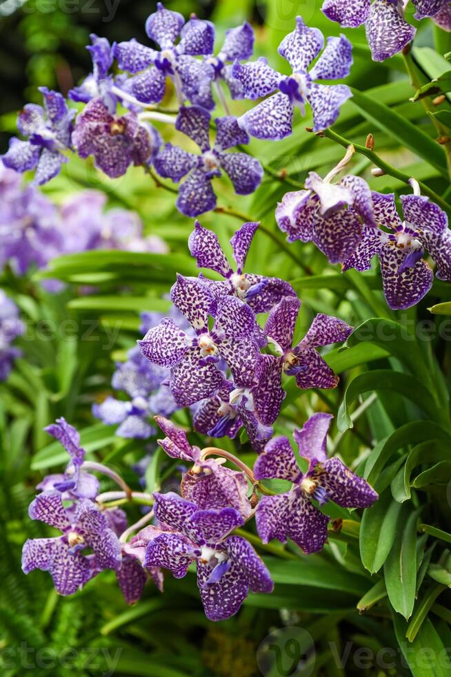 Vertical close-up of Vandachostylis Guardant orchid flower