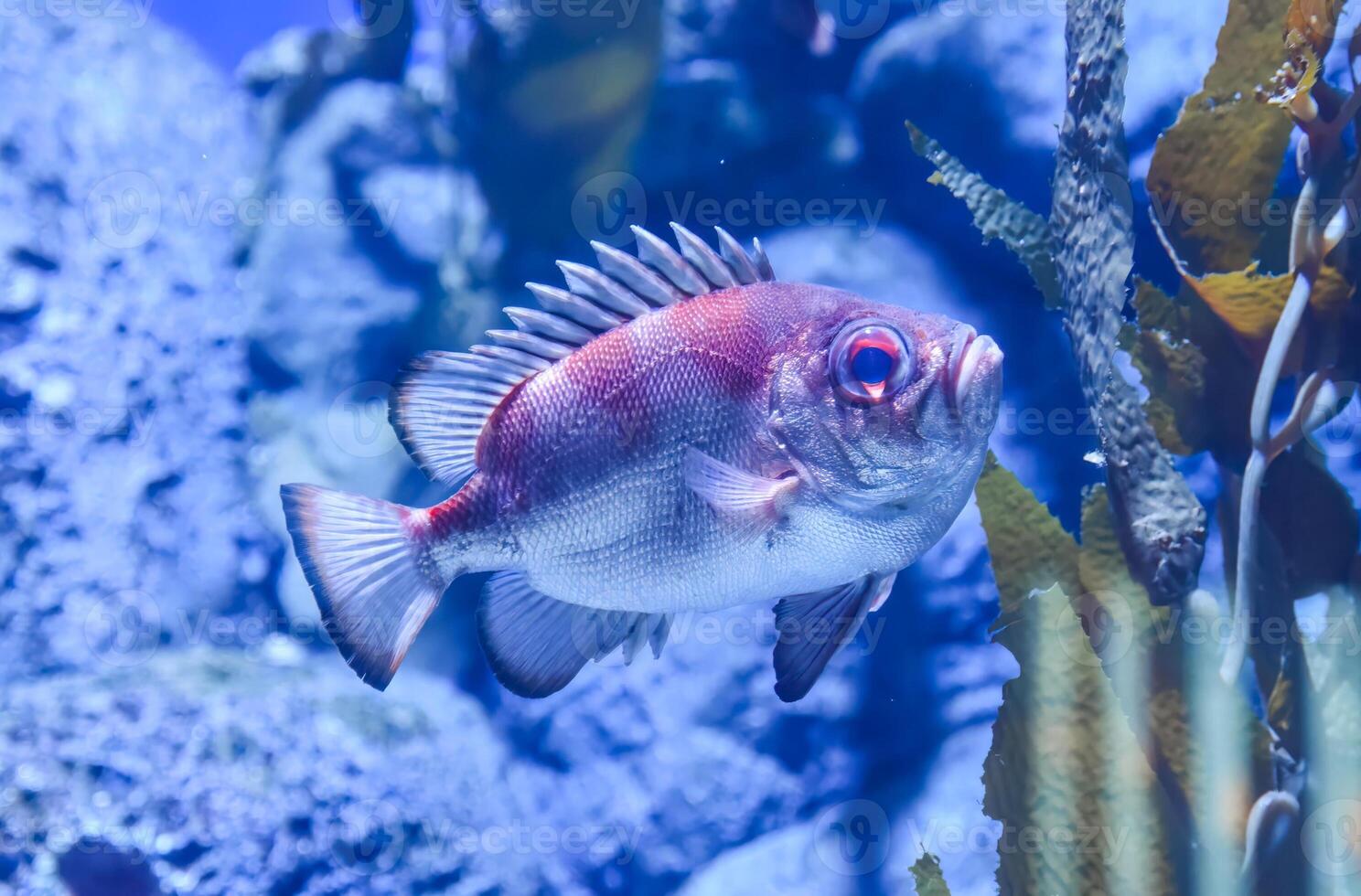 The popeye catalufa fish with large eyes and red body swimming near rocks in a tropical aquarium. Nocturnal marine species in clear underwater scene photo