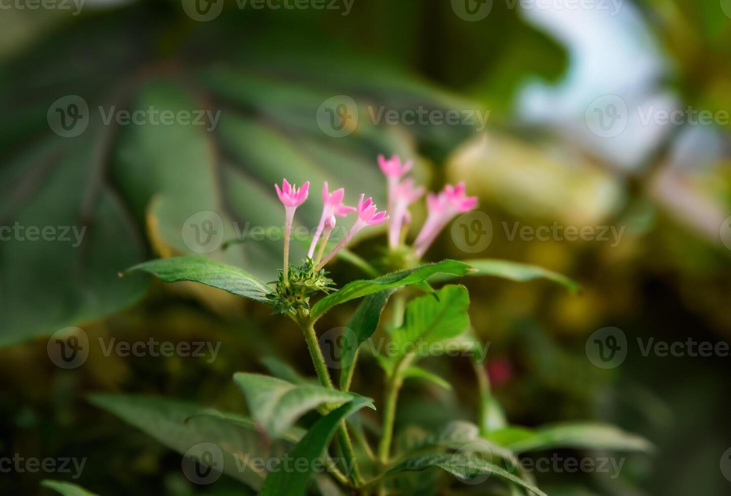 Close-up of pink blooming Pentas lanceolata Egyptian starcluster flowers, a tropical plant from the Rubiaceae family. Vibrant star-shaped blooms with lush green foliage. photo