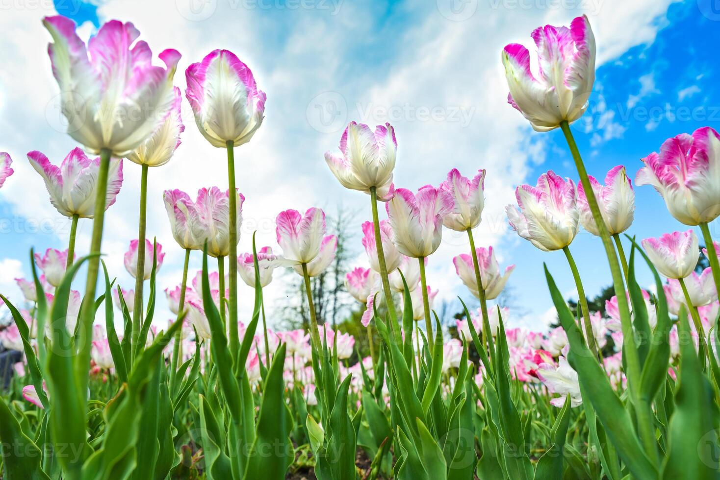 Silver Parrot tulips with white petals and pink edges viewed from below against blue sky with clouds, ideal floral background for greeting cards. photo