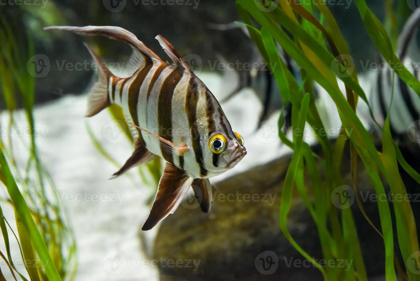 Enoplosus armatus known as Old wife fish seen in an aquarium tank at Sentosa Singapore. Distinctive stripes and long graceful fins. photo