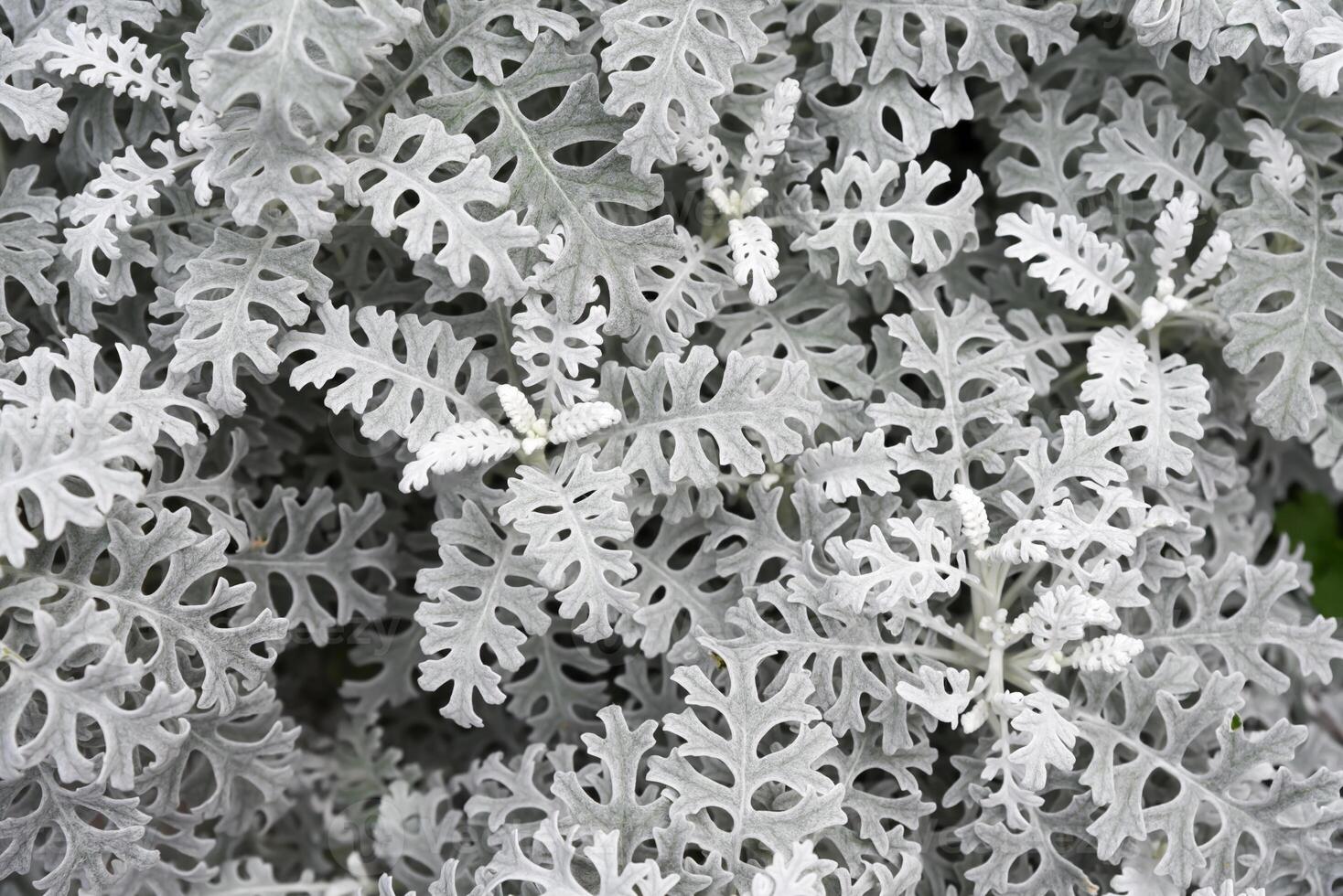 Top view of the textured silver foliage of Dusty Miller Jacobaea Maritima, also known as Silver Ragwort. Fine, intricate leaves create a natural botanical background photo