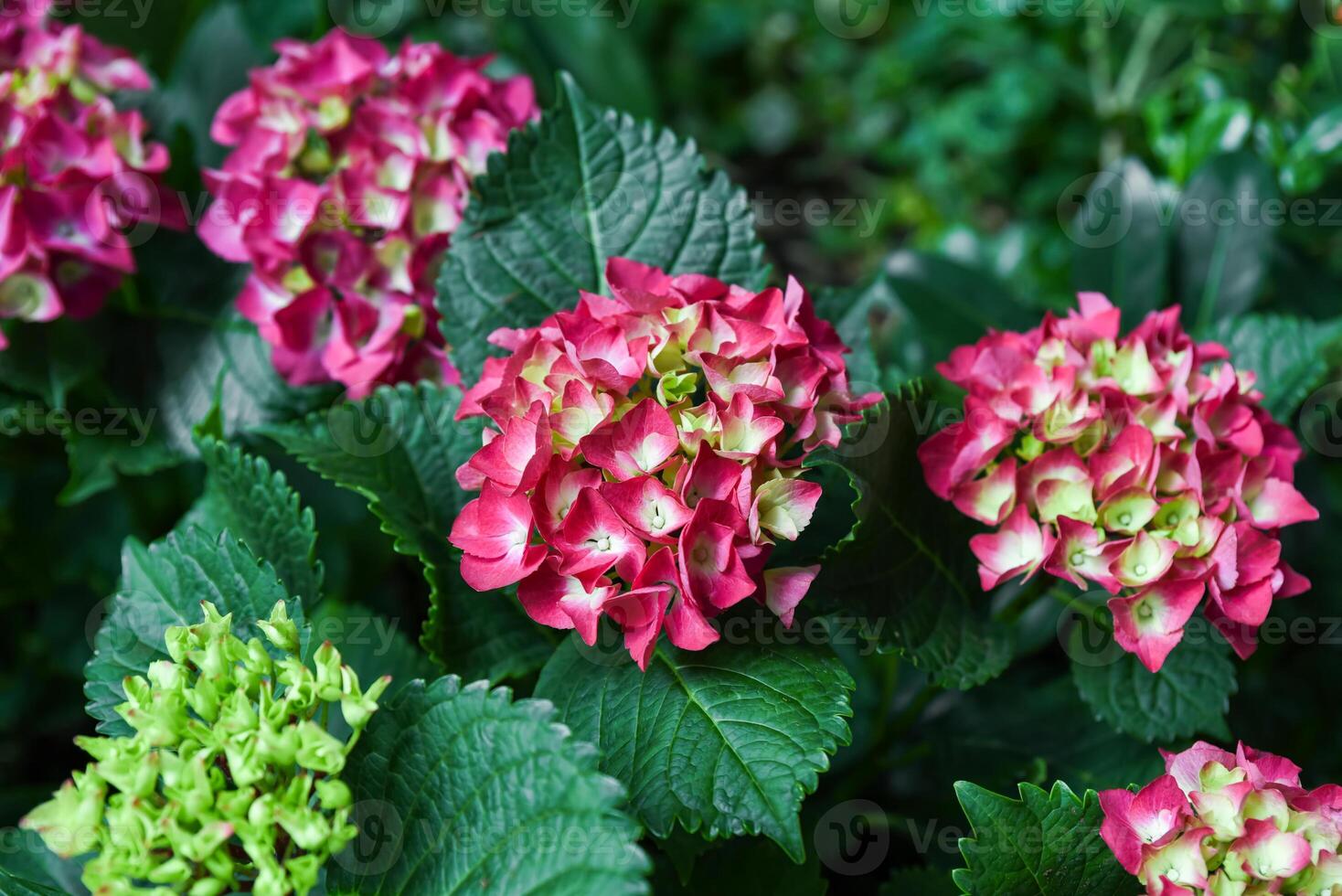 Closeup of blooming Hydrangea macrophylla with vibrant pink and green petals and lush leaves in a garden during summer season. photo