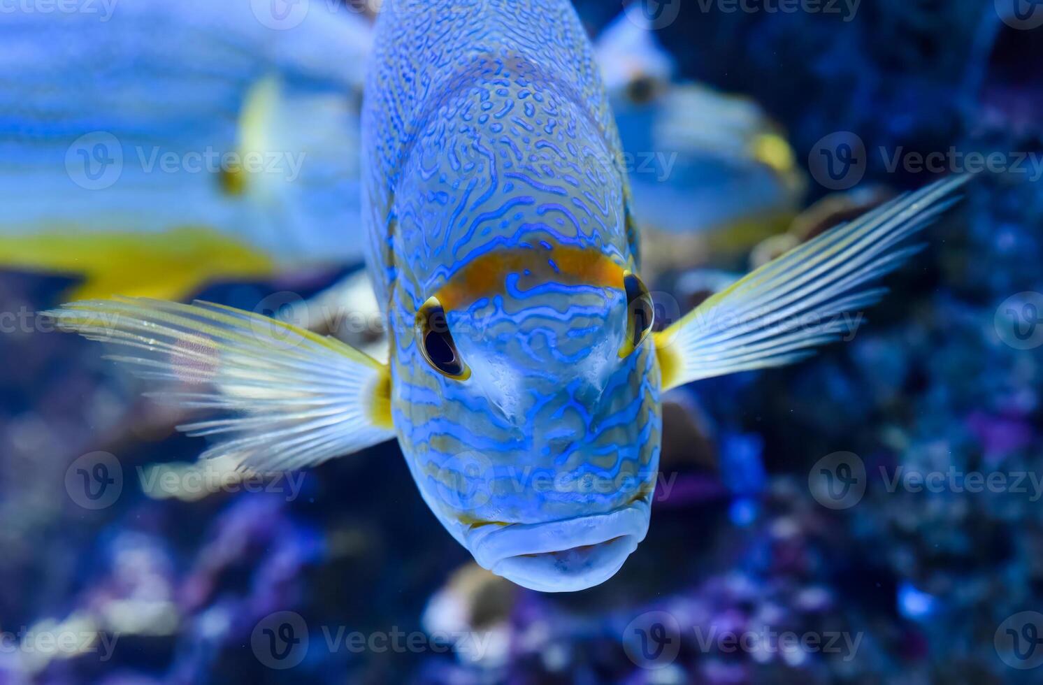 Single sailfin snapper with blue lines and bright yellow fins gliding through a tropical coral reef tank photo