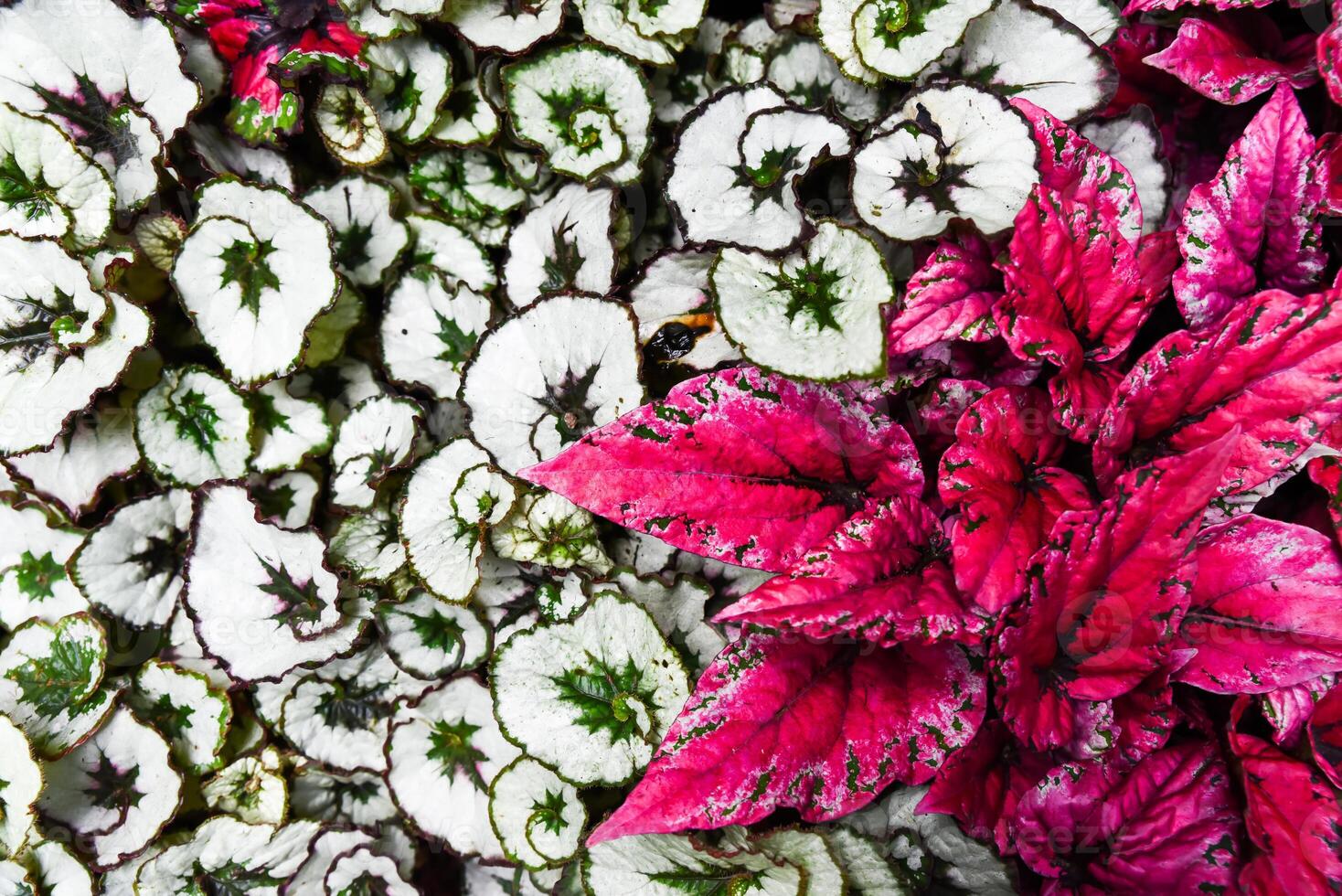 Colorful foliage of Begonia rex and Begonia rex Escargot with striking pink, white and spiral green leaves photo