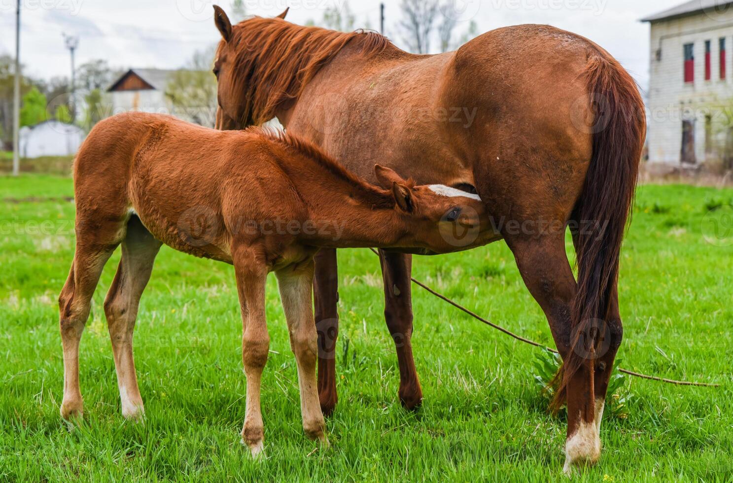 Foal drinks milk from mare in a rural field. A quiet moment of animal bonding on a green pasture in spring, no sky visible in background photo