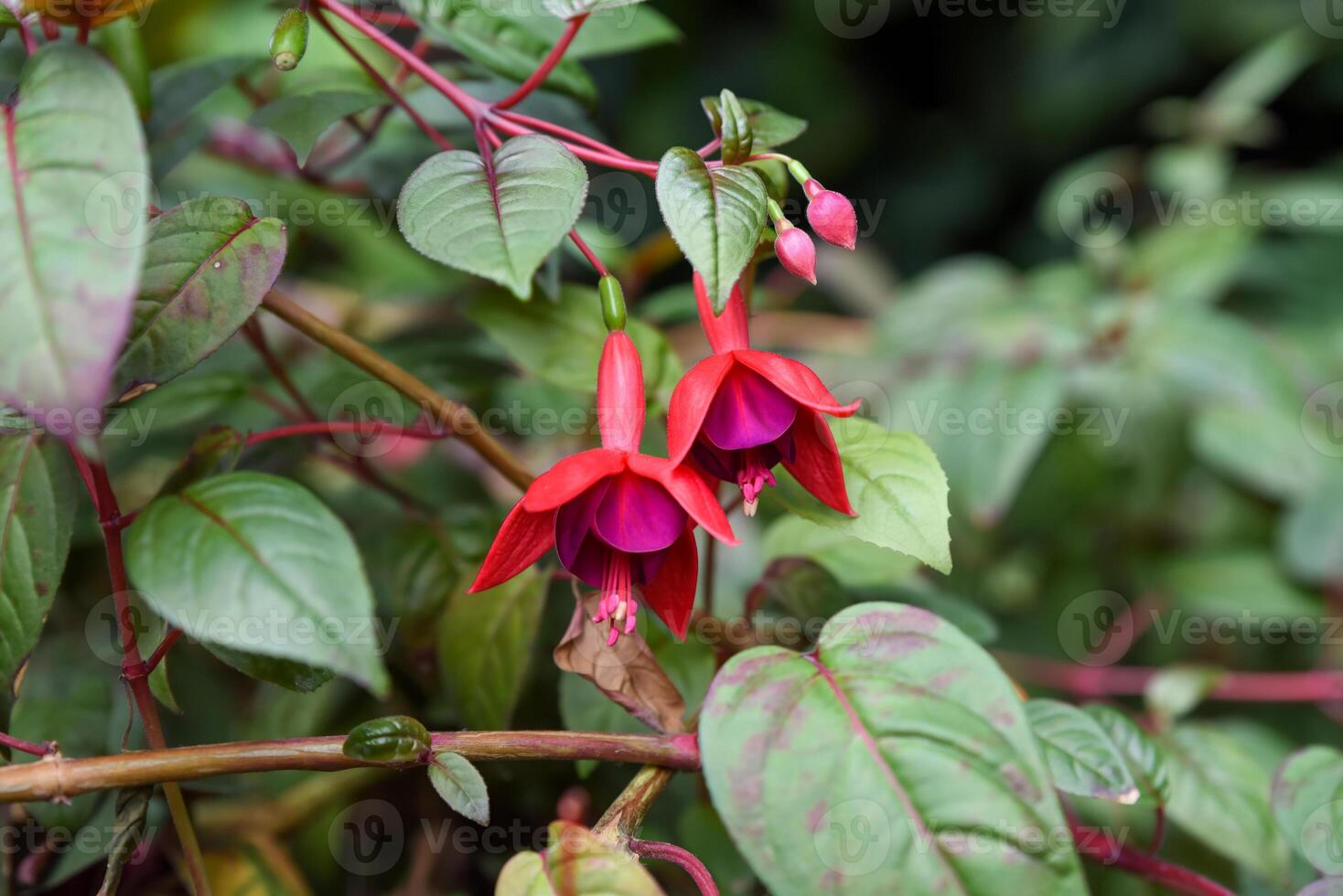Pink flower of Fuchsia hybrida in early stage of bloom, a tropical ornamental plant from the Onagraceae family, close-up view. photo