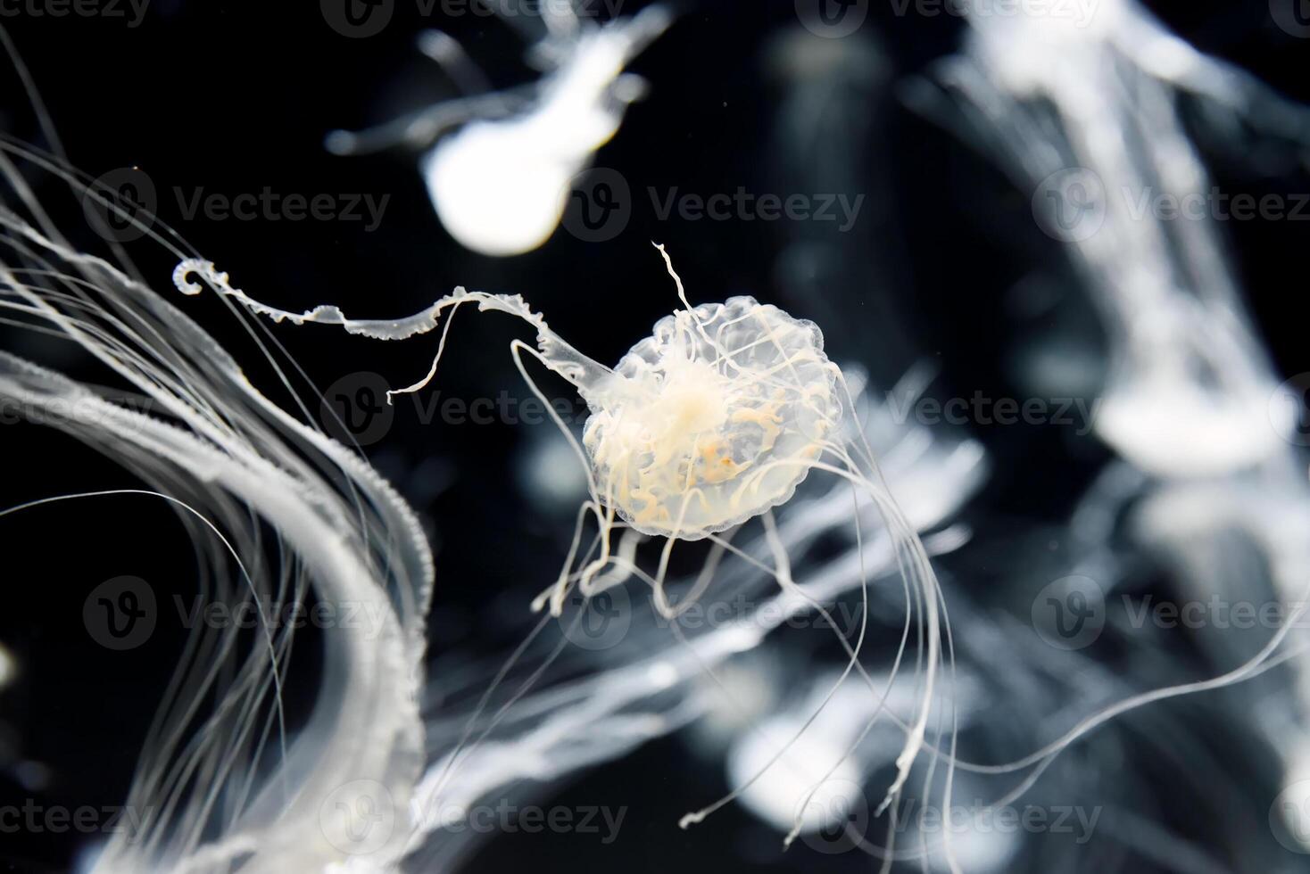 The Chrysaora pacifica jellyfish pulses with quiet elegance, its ghostly form a vision of minimalist beauty in the dark aquarium expanse. photo