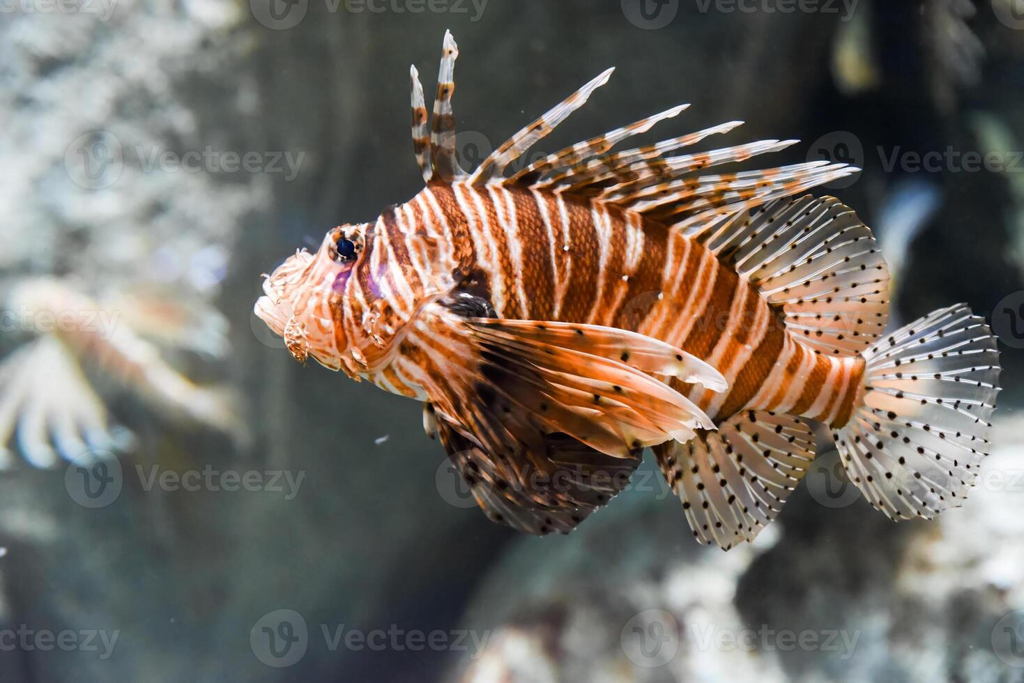 Devil firefish glides near coral reef displaying venomous fins and striped pattern in tropical saltwater. photo