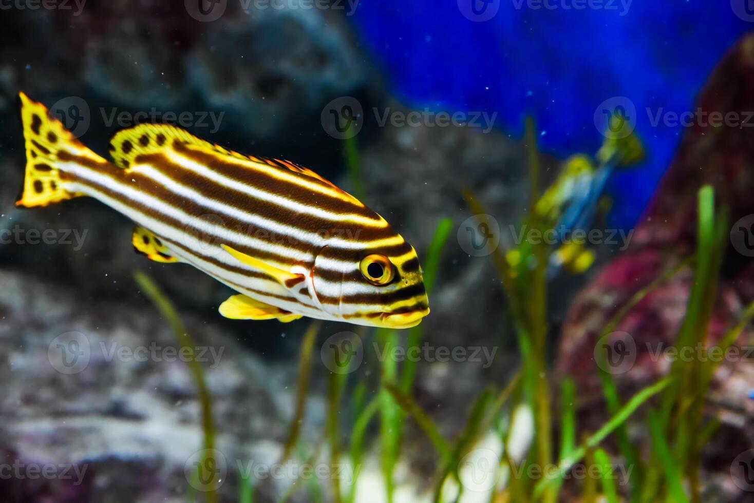 Striped sweetlips fish with bold patterns swims near colorful reef in warm tropical ocean habitat. photo