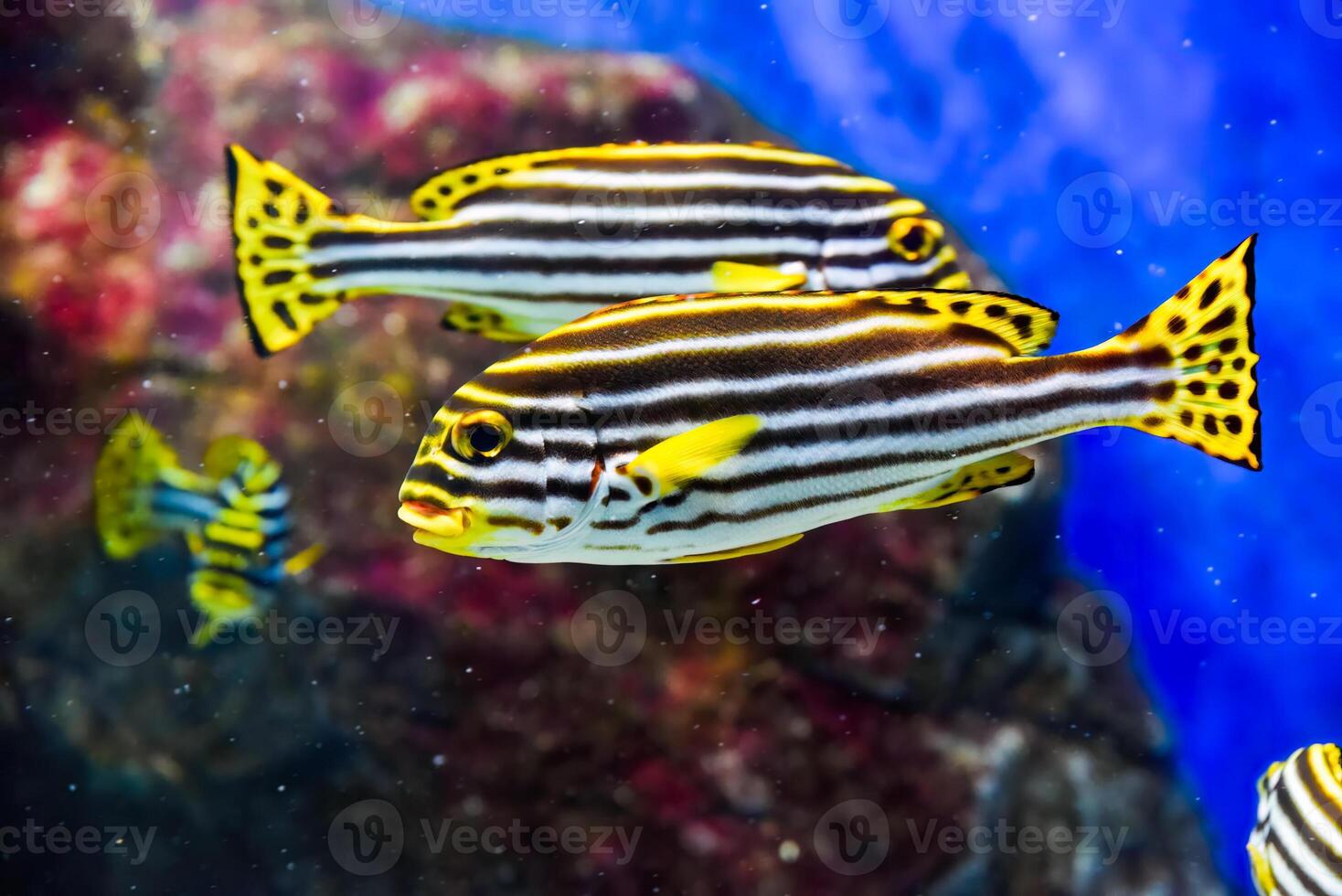 Lined sweetlips glides through tropical reef showing bright yellow tail and bold striped body pattern photo