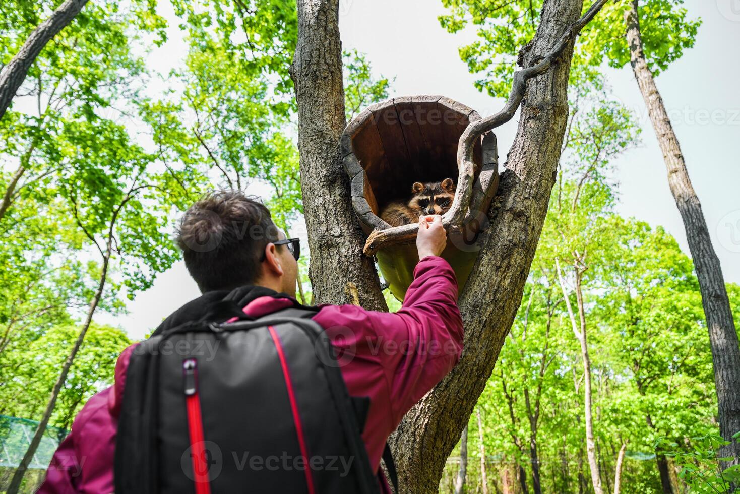 Back view of young man feeding raccoon in tree hollow in green forest, photographed from below with sky and bright foliage above. photo