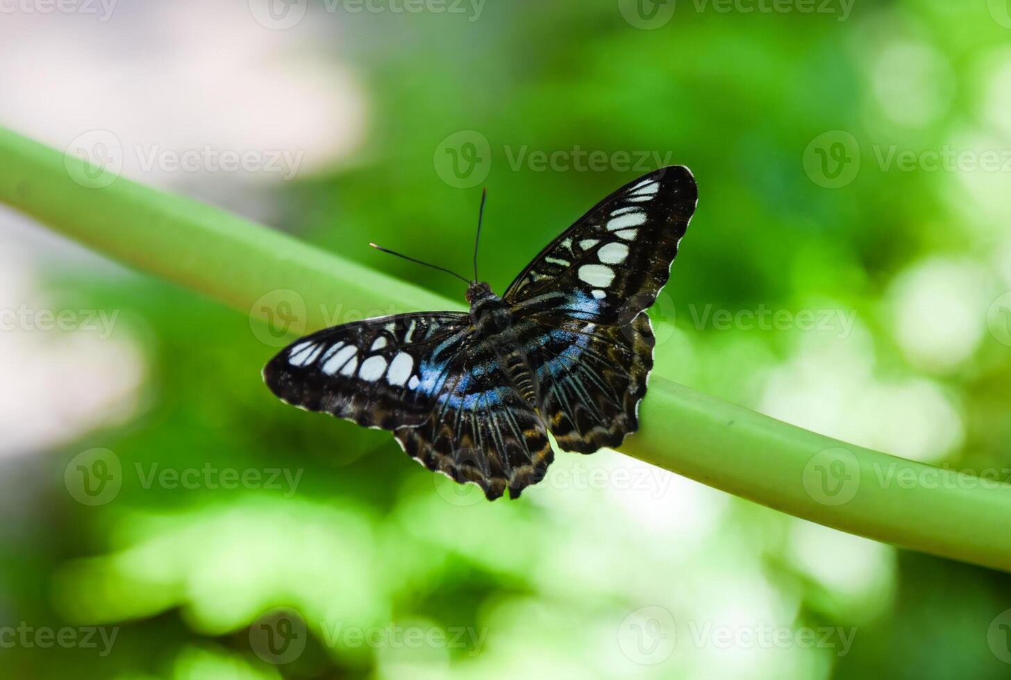 Parthenos sylvia butterfly with blue wings perches on a green flower stem surrounded by soft green background. Shot from above in Singapore. photo