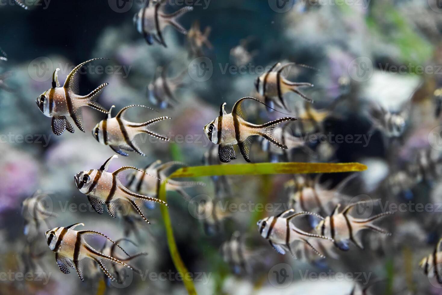 Several Banggai cardinalfish with striped silver bodies and long black fins swim in a tropical aquarium in Singapore. Close view of the peaceful species. photo