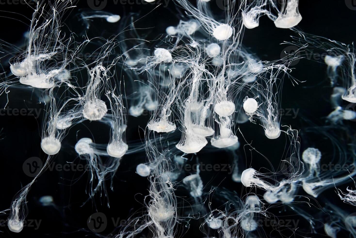 In a dimly lit tank, Japanese sea nettles Chrysaora pacifica glide with fluid motion amid ambient light, their delicate tentacles forming a mesmerizing display against a mysterious background photo