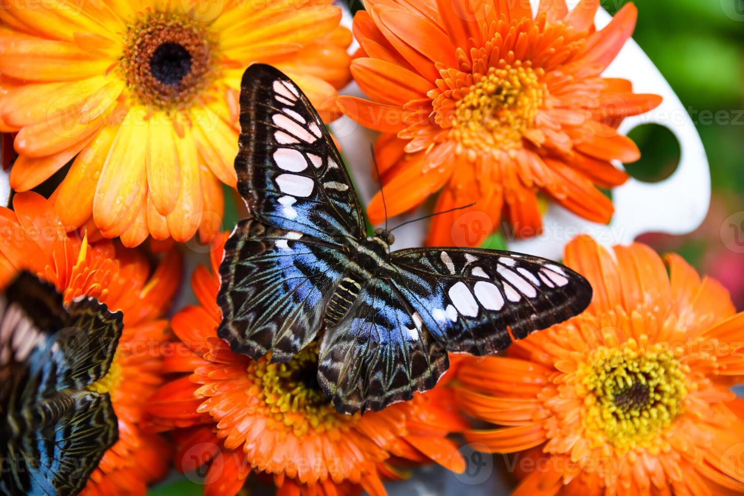 Blue Parthenos sylvia butterfly rests on a vibrant gerbera flower in the Butterfly Garden at Singapore airport. Top view closeup. photo
