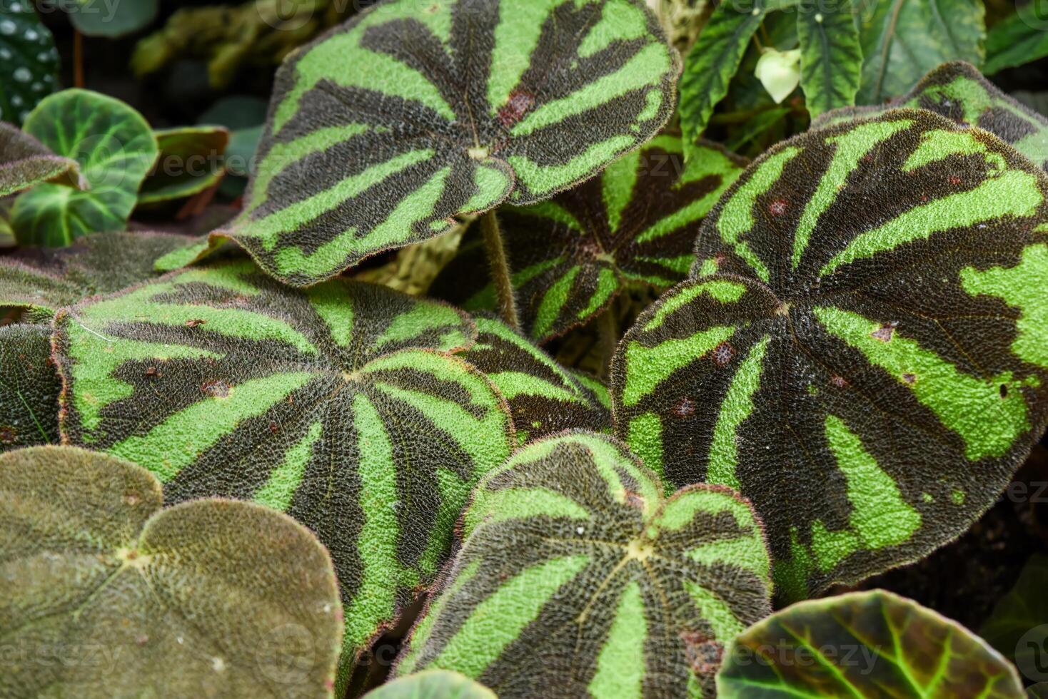 Begonia solimutata Sun Changing Begonia leaves showing iridescent color shift. Rare tropical plant for collectors photo
