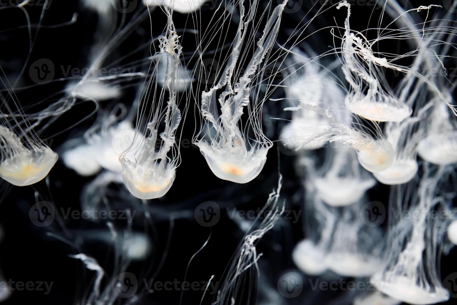 A mesmerizing Chrysaora pacifica jellyfish glides through the water, its translucent bell pulsing gently, casting delicate shadows in the serene aquarium photo