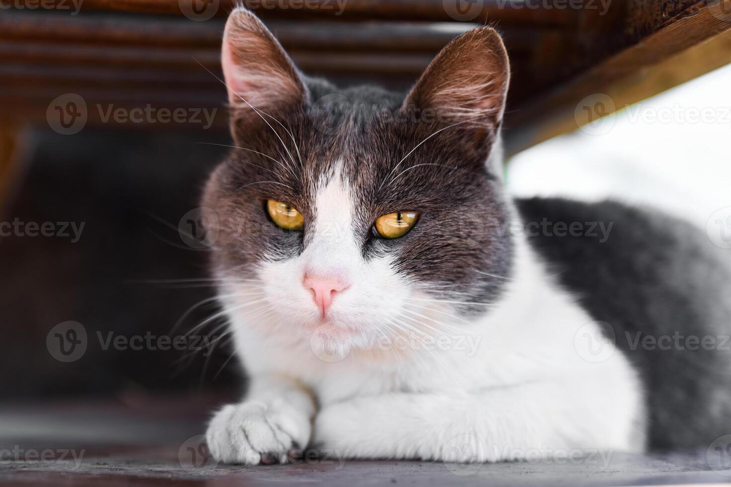 Close-up of a gray and white cat with yellow eyes lying under a bench. Calm and curious expression, soft natural light photo