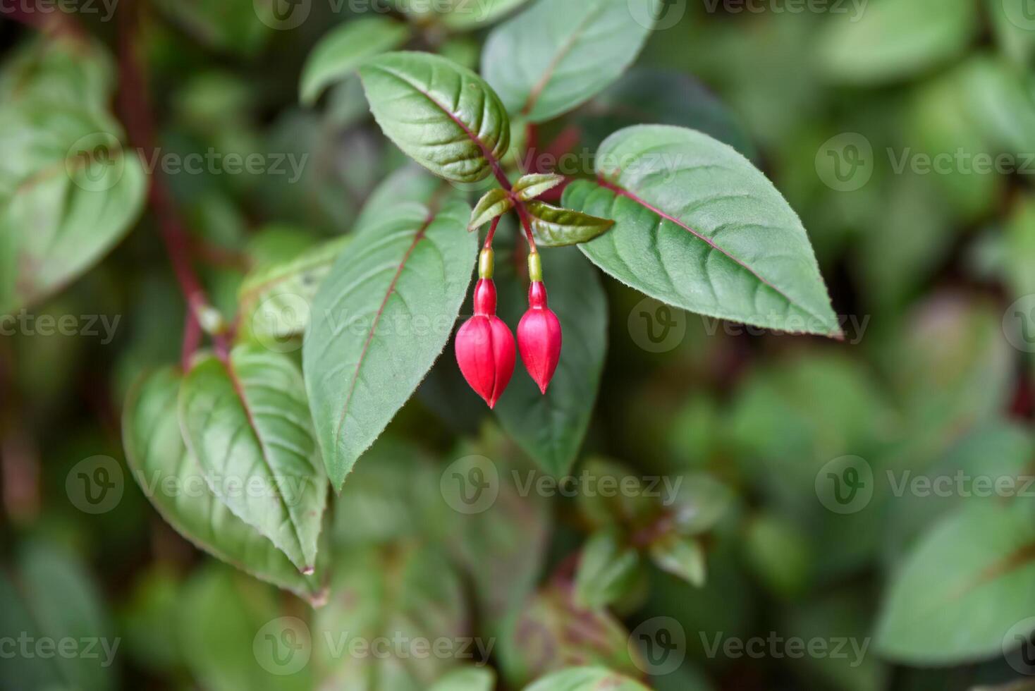 Pink flower buds of Fuchsia hybrida in early stage of bloom, a tropical ornamental plant from the Onagraceae family, close-up view. photo