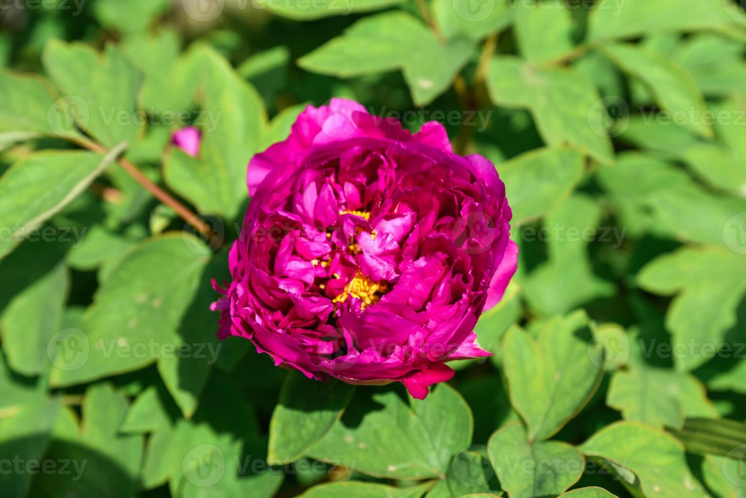 Close-up top view of a vibrant fuchsia pink tree peony flower in full bloom, soft blurred background, floral natural beauty photo