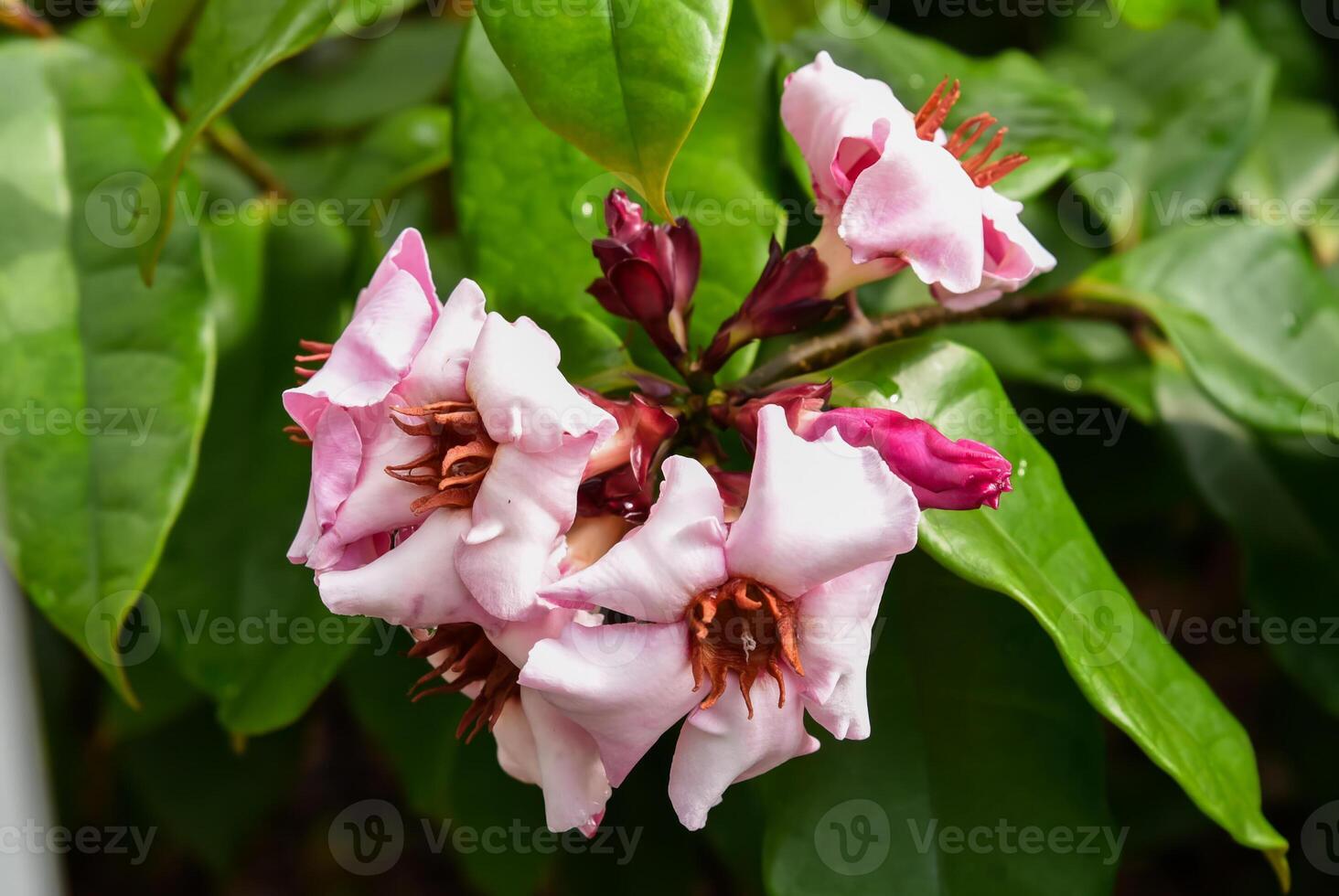Closeup of pink Strophanthus gratus flowers known as Climbing Oleander or Cream Fruit with twisted petals and green leaves in natural garden light photo