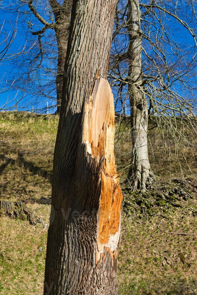 Damaged Tree Trunk with Exposed Wood in Grassy Woodland at Studley Royal Park, UK. photo