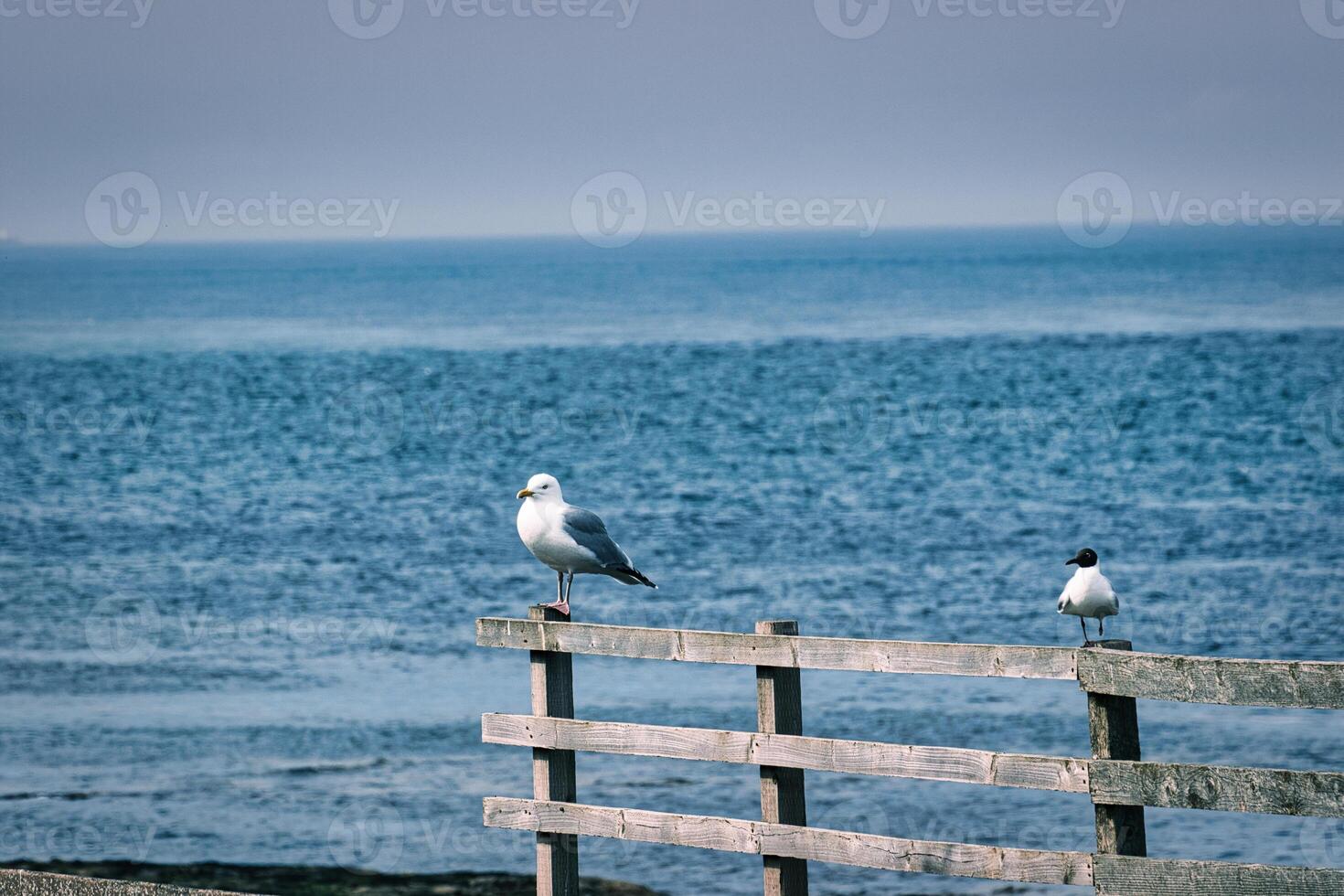Seagulls on Wooden Fence Facing the Ocean at Seahouses Harbour, UK photo