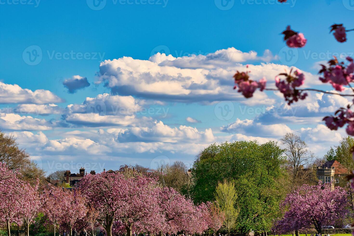 Park with Flowering Trees and Buildings Under Cloudy Blue Sky in Harrogate, Yorkshire, UK. photo