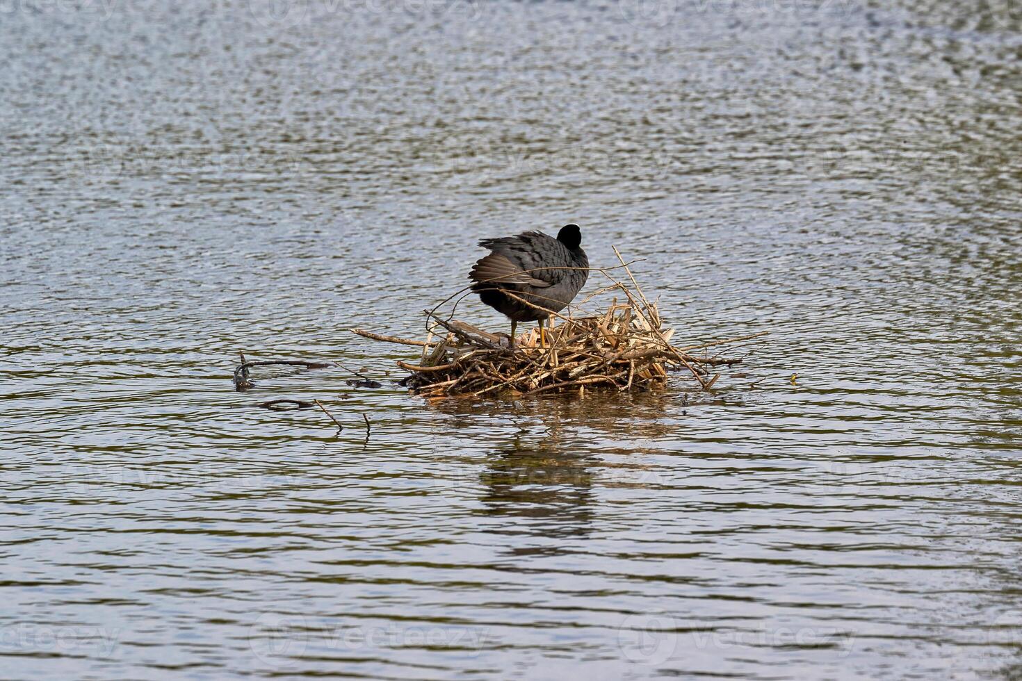 Eurasian Coot on Stick Nest in Water in Bushy Park, London, UK. photo