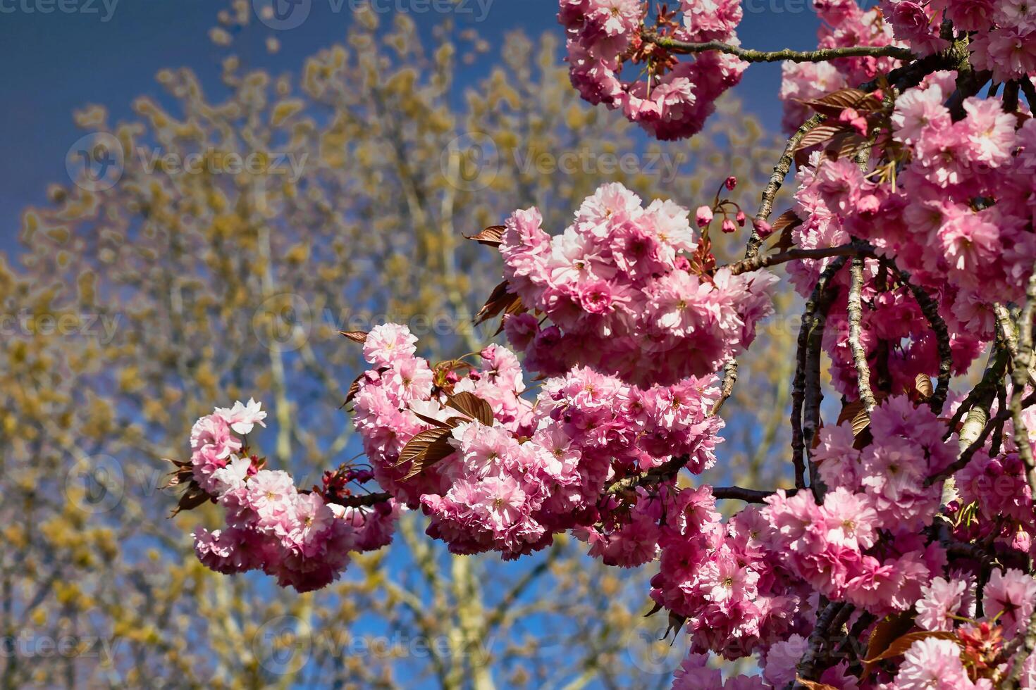 Pink Cherry Blossoms on Branch with Background Trees and Blue Sky in Harrogate, Yorkshire, UK. photo
